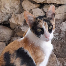 DONNA, Katze, Europäisch Kurzhaar in Philippsburg - Bild 8