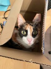 DONNA, Katze, Europäisch Kurzhaar in Philippsburg - Bild 9