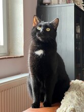 MARTY, Katze, Europäisch Kurzhaar in Herschberg - Bild 1