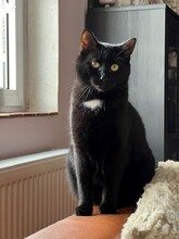MARTY, Katze, Europäisch Kurzhaar in Herschberg - Bild 2