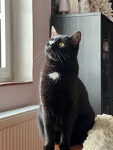 MARTY, Katze, Europäisch Kurzhaar in Herschberg - Bild 3