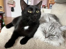 MARTY, Katze, Europäisch Kurzhaar in Herschberg - Bild 4