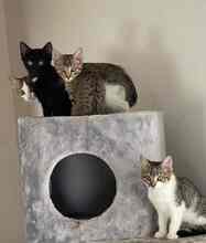 MARTY, Katze, Europäisch Kurzhaar in Herschberg - Bild 7