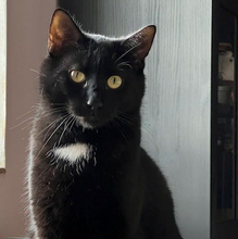 MARTY, Katze, Europäisch Kurzhaar in Herschberg - Bild 8