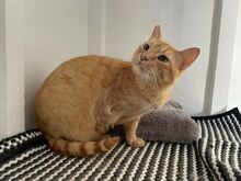 FELICIA, Katze, Europäisch Kurzhaar in Walhausen - Bild 1