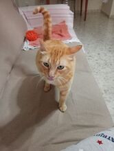 FELICIA, Katze, Europäisch Kurzhaar in Walhausen - Bild 10