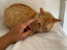 FELICIA, Katze, Europäisch Kurzhaar in Walhausen - Bild 11