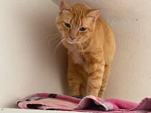 FELICIA, Katze, Europäisch Kurzhaar in Walhausen - Bild 12
