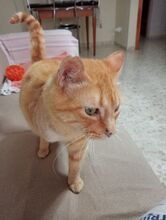 FELICIA, Katze, Europäisch Kurzhaar in Walhausen - Bild 13