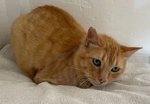 FELICIA, Katze, Europäisch Kurzhaar in Walhausen - Bild 14