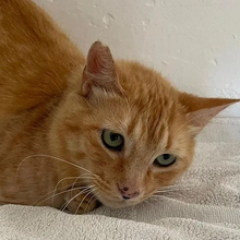 FELICIA, Katze, Europäisch Kurzhaar in Walhausen - Bild 15