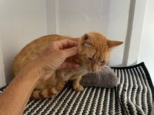 FELICIA, Katze, Europäisch Kurzhaar in Walhausen - Bild 2