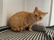 FELICIA, Katze, Europäisch Kurzhaar in Walhausen - Bild 3