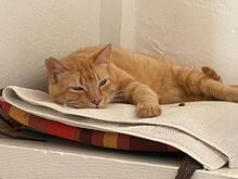 FELICIA, Katze, Europäisch Kurzhaar in Walhausen - Bild 4
