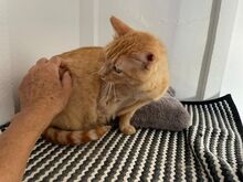 FELICIA, Katze, Europäisch Kurzhaar in Walhausen - Bild 5