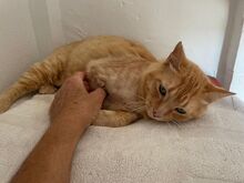 FELICIA, Katze, Europäisch Kurzhaar in Walhausen - Bild 6
