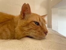 FELICIA, Katze, Europäisch Kurzhaar in Walhausen - Bild 7
