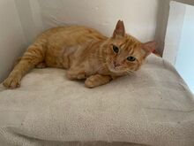 FELICIA, Katze, Europäisch Kurzhaar in Walhausen - Bild 8