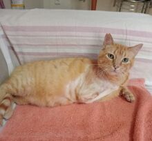 FELICIA, Katze, Europäisch Kurzhaar in Walhausen - Bild 9