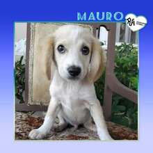 MAURO, Hund, Mischlingshund in Griechenland - Bild 1