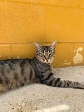 MIRIAM, Katze, Europäisch Kurzhaar in Dassendorf - Bild 10
