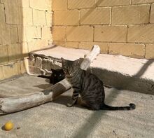 MIRIAM, Katze, Europäisch Kurzhaar in Dassendorf - Bild 11