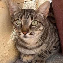 MIRIAM, Katze, Europäisch Kurzhaar in Dassendorf - Bild 12
