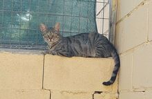 MIRIAM, Katze, Europäisch Kurzhaar in Dassendorf - Bild 13