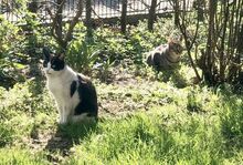 MIRIAM, Katze, Europäisch Kurzhaar in Dassendorf - Bild 14