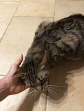 MIRIAM, Katze, Europäisch Kurzhaar in Dassendorf - Bild 2