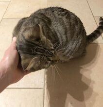 MIRIAM, Katze, Europäisch Kurzhaar in Dassendorf - Bild 3