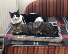MIRIAM, Katze, Europäisch Kurzhaar in Dassendorf - Bild 4