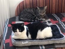 MIRIAM, Katze, Europäisch Kurzhaar in Dassendorf - Bild 5