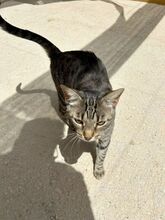 MIRIAM, Katze, Europäisch Kurzhaar in Dassendorf - Bild 6