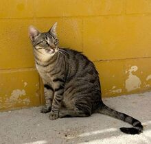 MIRIAM, Katze, Europäisch Kurzhaar in Dassendorf - Bild 7