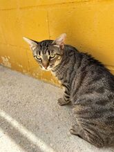 MIRIAM, Katze, Europäisch Kurzhaar in Dassendorf - Bild 8