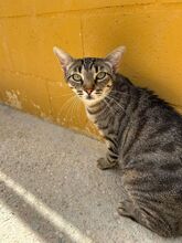 MIRIAM, Katze, Europäisch Kurzhaar in Dassendorf - Bild 9