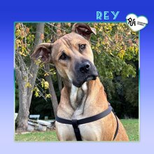 REY, Hund, Mischlingshund in Bulgarien - Bild 1