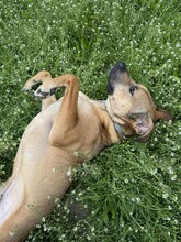 REY, Hund, Mischlingshund in Bulgarien - Bild 10