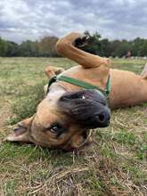 REY, Hund, Mischlingshund in Bulgarien - Bild 11