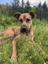 REY, Hund, Mischlingshund in Bulgarien - Bild 2