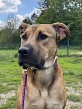REY, Hund, Mischlingshund in Bulgarien - Bild 3