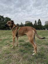 REY, Hund, Mischlingshund in Bulgarien - Bild 4