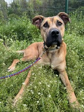 REY, Hund, Mischlingshund in Bulgarien - Bild 5