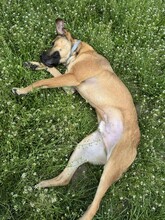 REY, Hund, Mischlingshund in Bulgarien - Bild 6