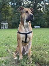 REY, Hund, Mischlingshund in Bulgarien - Bild 7