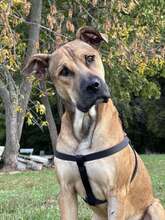 REY, Hund, Mischlingshund in Bulgarien - Bild 8