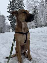 REY, Hund, Mischlingshund in Bulgarien - Bild 9