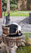 RAFAELA, Katze, Europäisch Kurzhaar in Dörverden - Bild 18