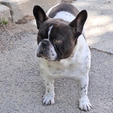 KUDU, Hund, Französische Bulldogge in Ungarn - Bild 1